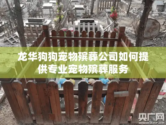 龙华狗狗宠物殡葬公司如何提供专业宠物殡葬服务