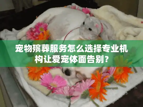 宠物殡葬服务怎么选择专业机构让爱宠体面告别？