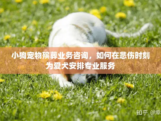 小狗宠物殡葬业务咨询，如何在悲伤时刻为爱犬安排专业服务
