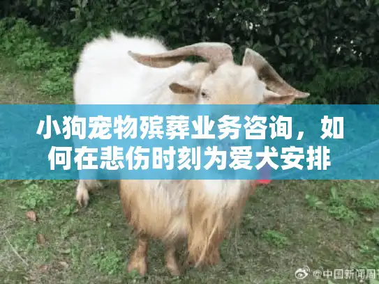 小狗宠物殡葬业务咨询，如何在悲伤时刻为爱犬安排专业服务