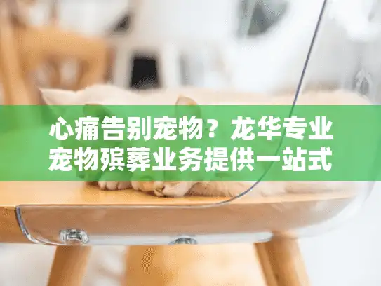 心痛告别宠物？龙华专业宠物殡葬业务提供一站式温暖服务