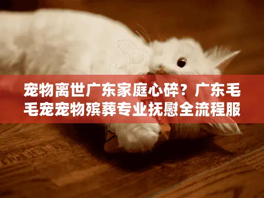 宠物离世广东家庭心碎？广东毛毛宠宠物殡葬专业抚慰全流程服务指南