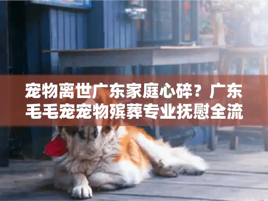 宠物离世广东家庭心碎？广东毛毛宠宠物殡葬专业抚慰全流程服务指南
