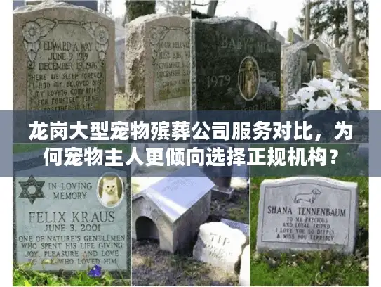 龙岗大型宠物殡葬公司服务对比，为何宠物主人更倾向选择正规机构？