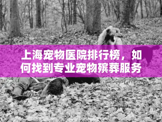 上海宠物医院排行榜，如何找到专业宠物殡葬服务的最佳医院？