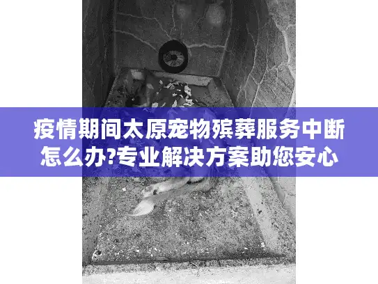 疫情期间太原宠物殡葬服务中断怎么办?专业解决方案助您安心告别爱宠