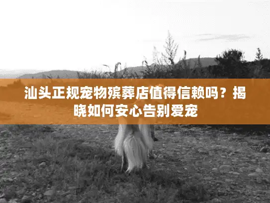 汕头正规宠物殡葬店值得信赖吗？揭晓如何安心告别爱宠