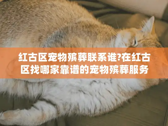 红古区宠物殡葬联系谁?在红古区找哪家靠谱的宠物殡葬服务