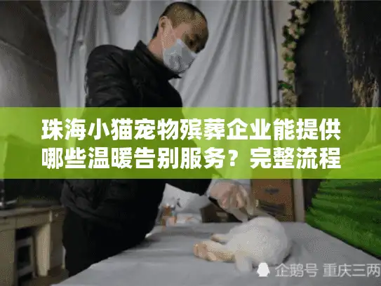 珠海小猫宠物殡葬企业能提供哪些温暖告别服务？完整流程与费用解析