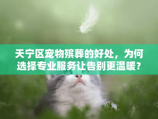 天宁区宠物殡葬的好处，为何选择专业服务让告别更温暖？