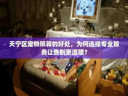 天宁区宠物殡葬的好处，为何选择专业服务让告别更温暖？
