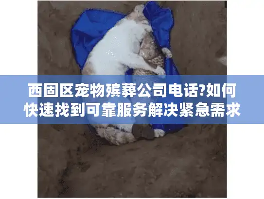 西固区宠物殡葬公司电话?如何快速找到可靠服务解决紧急需求