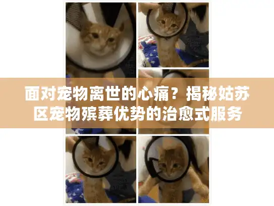 面对宠物离世的心痛？揭秘姑苏区宠物殡葬优势的治愈式服务