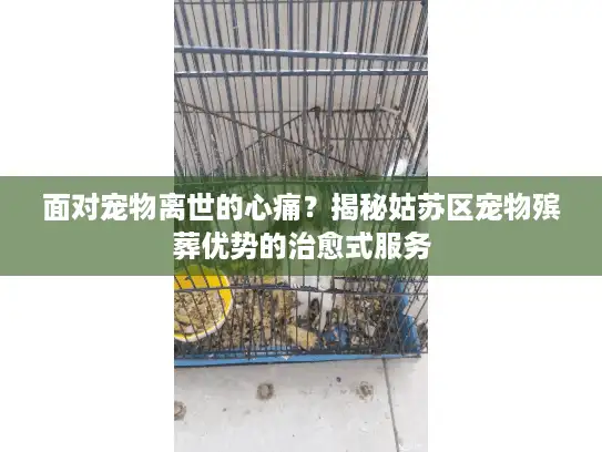面对宠物离世的心痛？揭秘姑苏区宠物殡葬优势的治愈式服务
