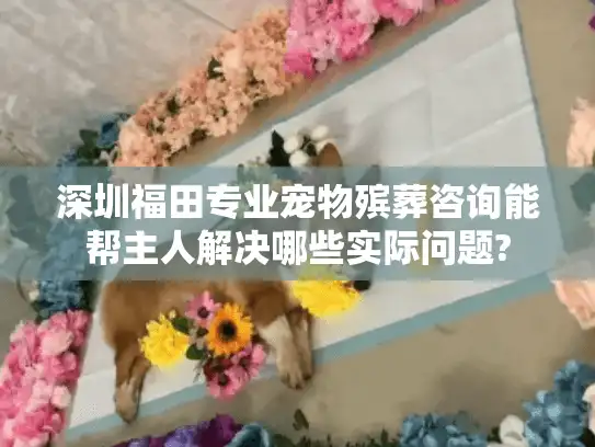 深圳福田专业宠物殡葬咨询能帮主人解决哪些实际问题?