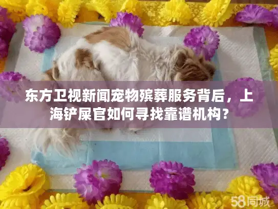 东方卫视新闻宠物殡葬服务背后，上海铲屎官如何寻找靠谱机构？