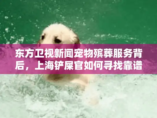 东方卫视新闻宠物殡葬服务背后，上海铲屎官如何寻找靠谱机构？