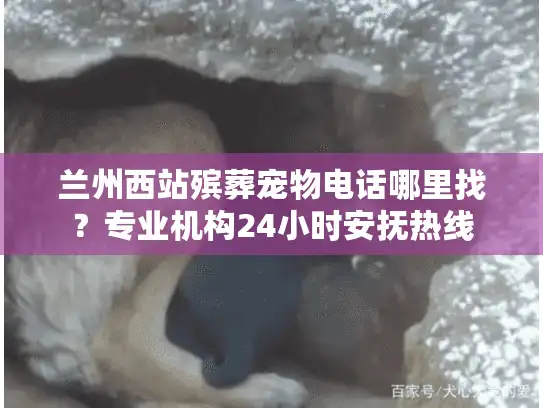 兰州西站殡葬宠物电话哪里找？专业机构24小时安抚热线