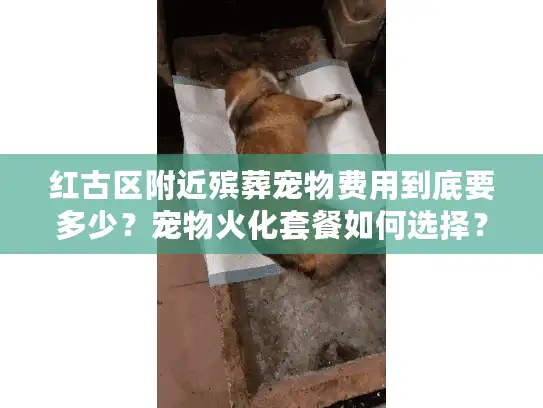 红古区附近殡葬宠物费用到底要多少？宠物火化套餐如何选择？