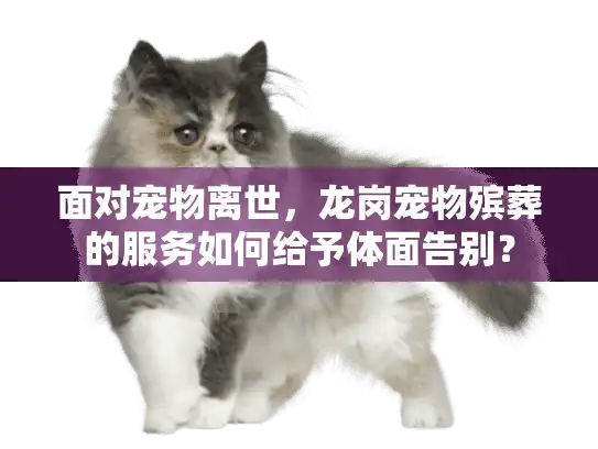面对宠物离世，龙岗宠物殡葬的服务如何给予体面告别？
