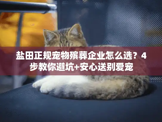 盐田正规宠物殡葬企业怎么选？4步教你避坑+安心送别爱宠