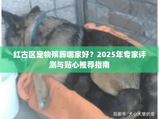 红古区宠物殡葬哪家好？2025年专家评测与贴心推荐指南