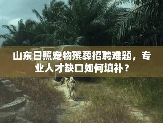 山东日照宠物殡葬招聘难题，专业人才缺口如何填补？