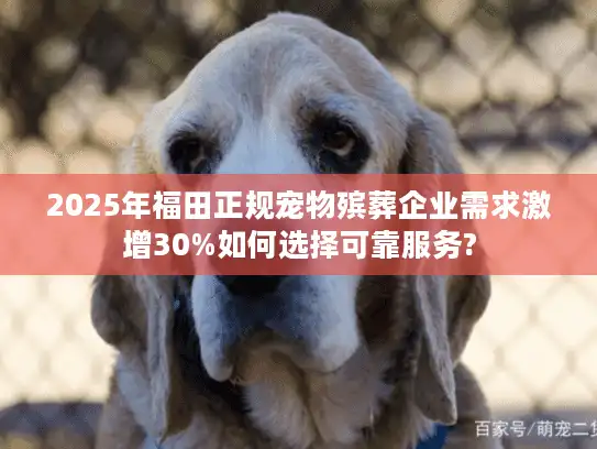 2025年福田正规宠物殡葬企业需求激增30%如何选择可靠服务?