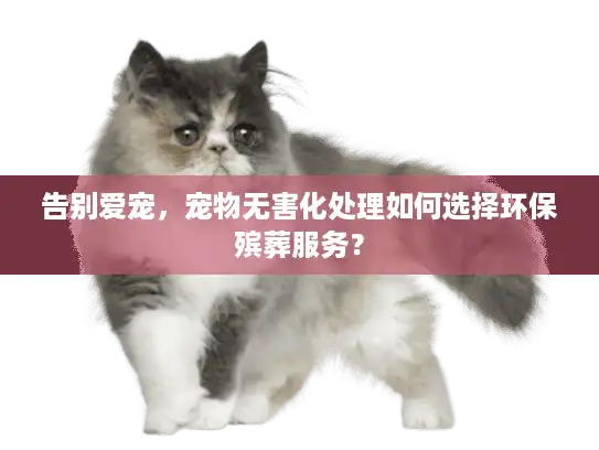 告别爱宠，宠物无害化处理如何选择环保殡葬服务？