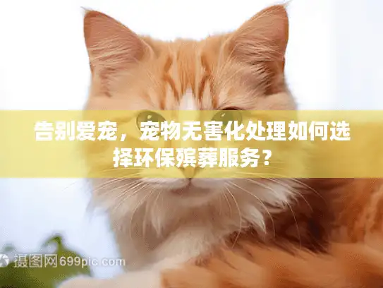 告别爱宠，宠物无害化处理如何选择环保殡葬服务？