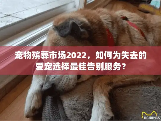 宠物殡葬市场2022，如何为失去的爱宠选择最佳告别服务？