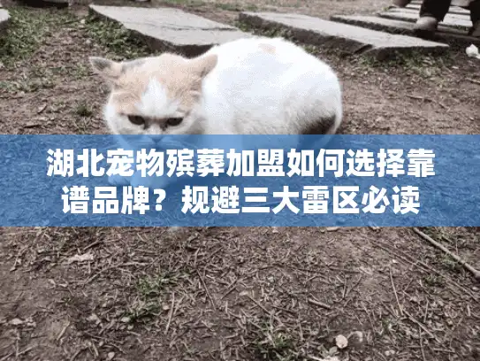 湖北宠物殡葬加盟如何选择靠谱品牌？规避三大雷区必读