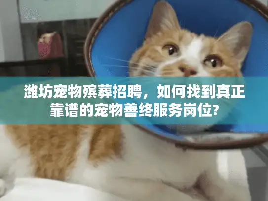潍坊宠物殡葬招聘，如何找到真正靠谱的宠物善终服务岗位?