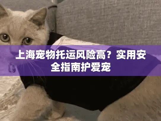 上海宠物托运风险高？实用安全指南护爱宠