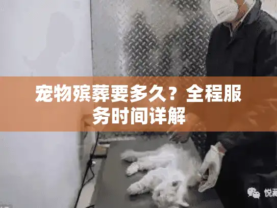 宠物殡葬要多久？全程服务时间详解