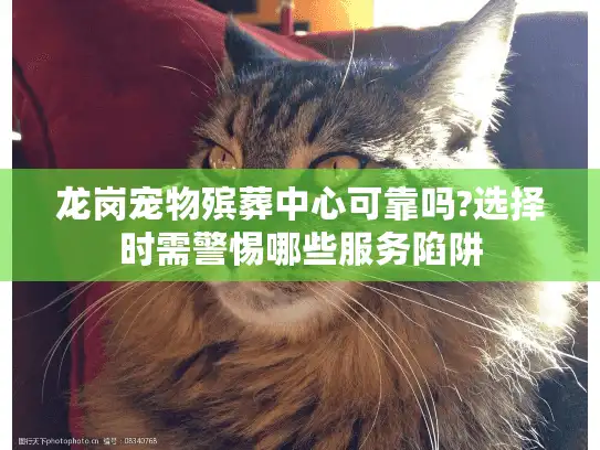 龙岗宠物殡葬中心可靠吗?选择时需警惕哪些服务陷阱