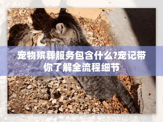 宠物殡葬服务包含什么?宠记带你了解全流程细节