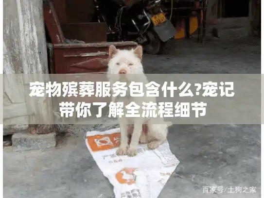 宠物殡葬服务包含什么?宠记带你了解全流程细节