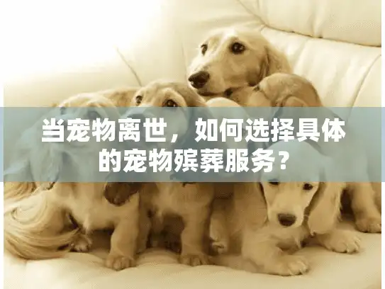 当宠物离世，如何选择具体的宠物殡葬服务？