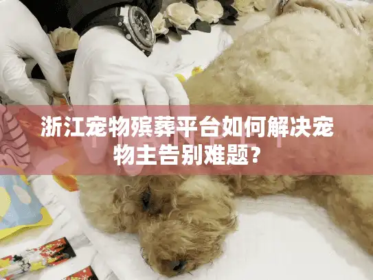 浙江宠物殡葬平台如何解决宠物主告别难题？