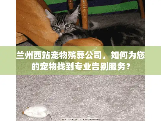 兰州西站宠物殡葬公司，如何为您的宠物找到专业告别服务？