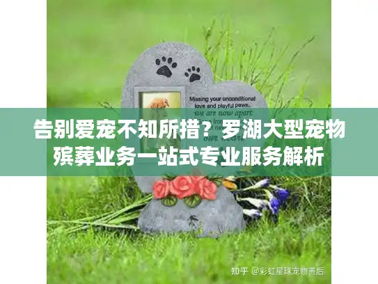 告别爱宠不知所措？罗湖大型宠物殡葬业务一站式专业服务解析