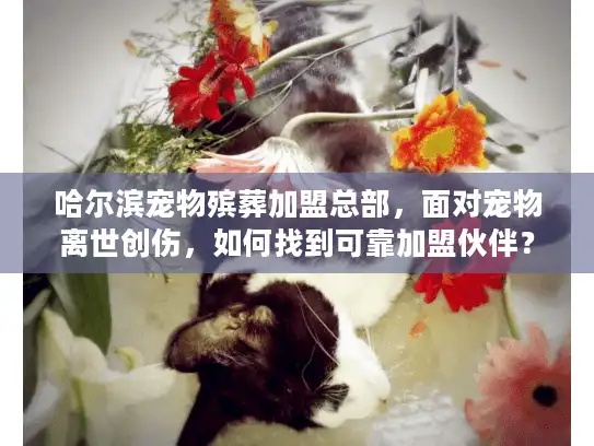 哈尔滨宠物殡葬加盟总部，面对宠物离世创伤，如何找到可靠加盟伙伴？