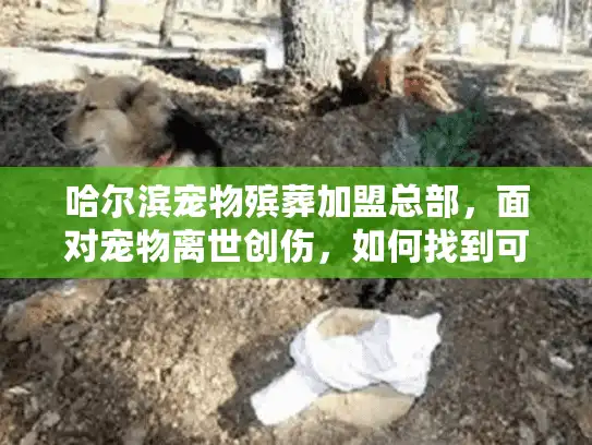 哈尔滨宠物殡葬加盟总部，面对宠物离世创伤，如何找到可靠加盟伙伴？