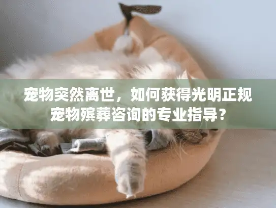 宠物突然离世，如何获得光明正规宠物殡葬咨询的专业指导？