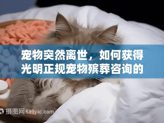 宠物突然离世，如何获得光明正规宠物殡葬咨询的专业指导？