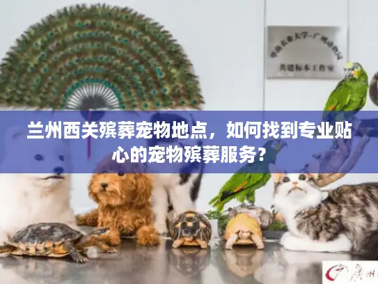 兰州西关殡葬宠物地点，如何找到专业贴心的宠物殡葬服务？