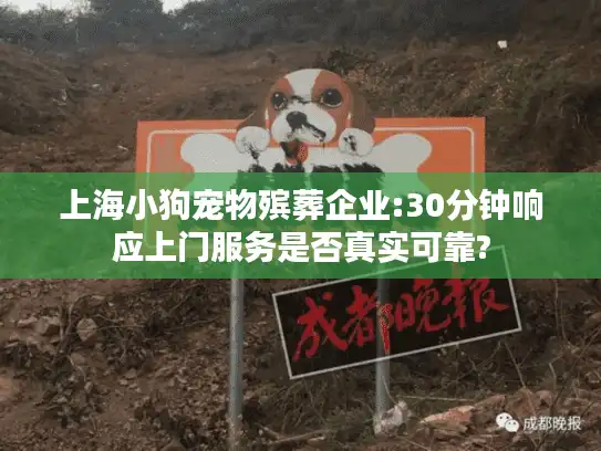 上海小狗宠物殡葬企业:30分钟响应上门服务是否真实可靠?
