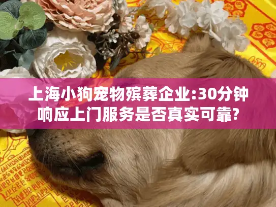上海小狗宠物殡葬企业:30分钟响应上门服务是否真实可靠?