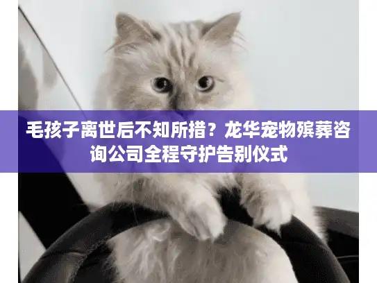 毛孩子离世后不知所措？龙华宠物殡葬咨询公司全程守护告别仪式